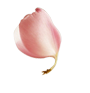 עלה
